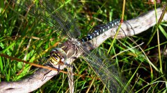 DragonFly wide.jpg